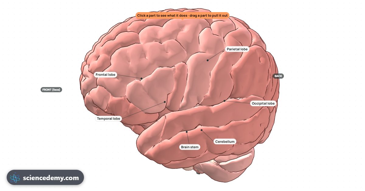 Brain & Neurons, an interactive 3D simulation: Turn a real 3D brain, light up its lobes, then fire a neuron and send an impulse across a synapse