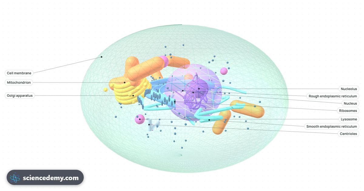 Cell Explorer, an interactive 3D simulation: Spin a 3D animal or plant cell, click each organelle and find out what it does