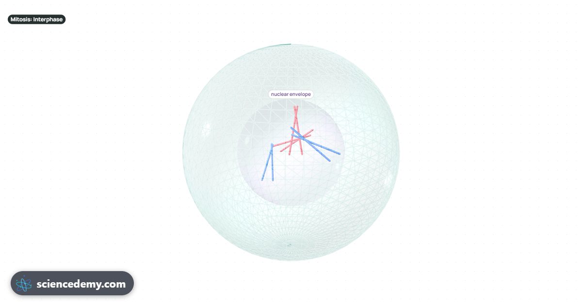 Cell Division: Mitosis & Meiosis, an interactive 3D simulation: Step through mitosis and meiosis: chromosomes copy, line up, cross over and pull apart