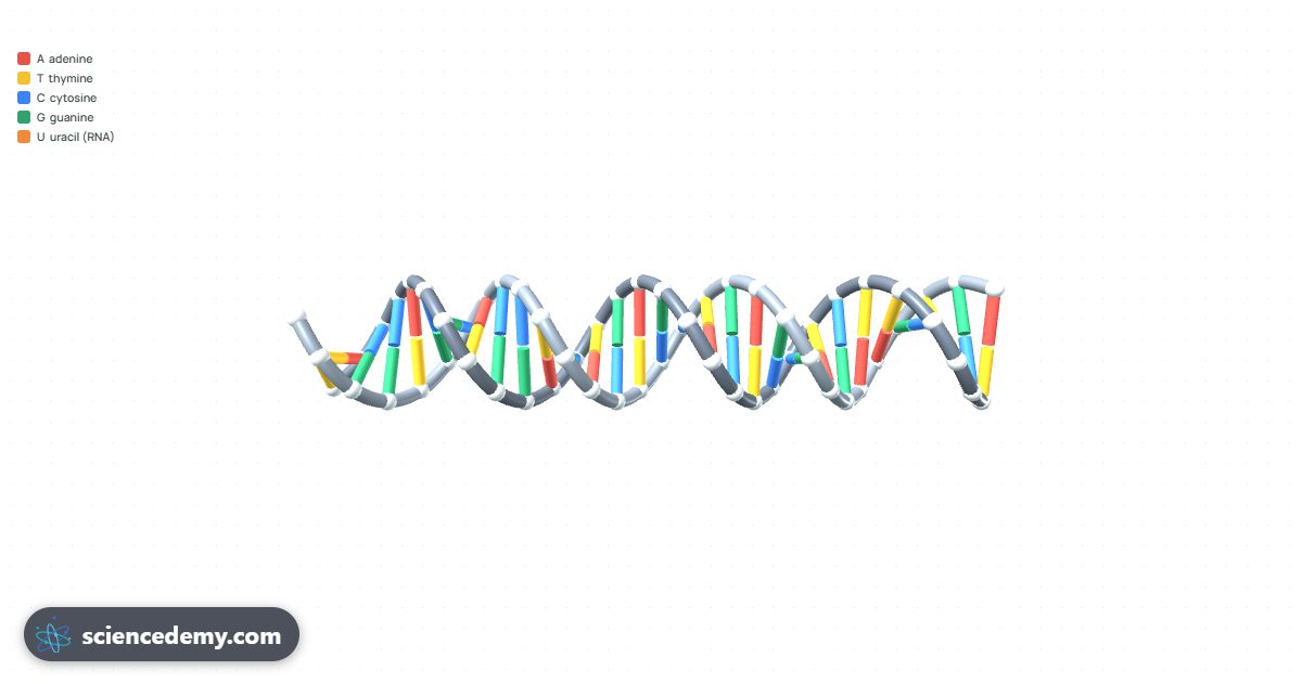 DNA Builder, an interactive 3D simulation: Pair the bases, unzip the helix, make mRNA and translate it into a protein