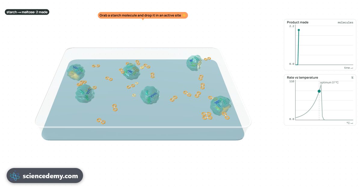 Enzyme Lab, an interactive 3D simulation: Fit substrates into active sites, then heat, change the pH and add inhibitors until the enzyme denatures