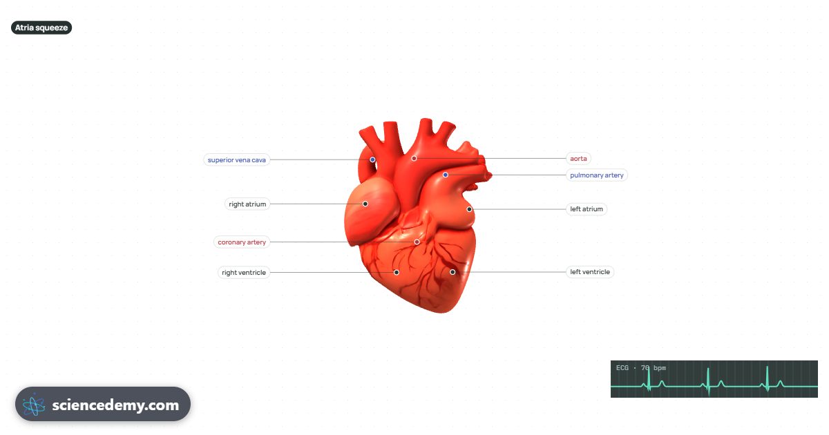 Heart & Circulation, an interactive 3D simulation: Follow blood through the four chambers and valves, read the ECG and see exercise change cardiac output