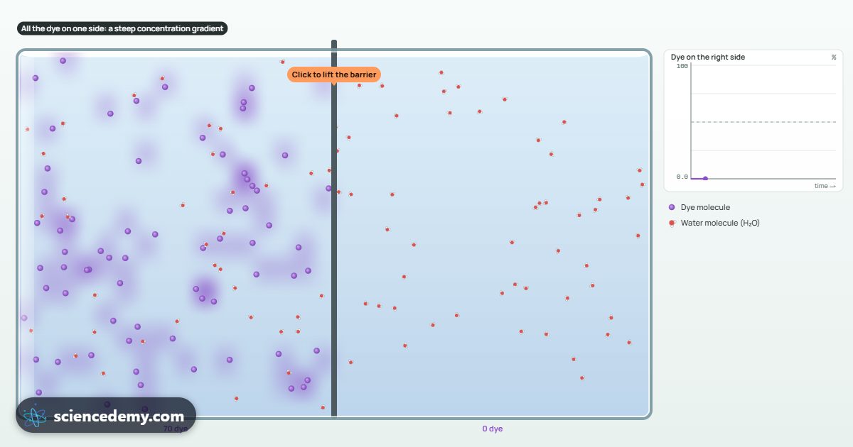 Diffusion & Osmosis, an interactive 3D simulation: Watch particles spread out, water cross a membrane, and cells swell, burst or shrivel in different solutions