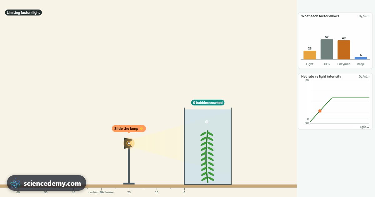 Photosynthesis & Respiration, an interactive 3D simulation: Count the oxygen bubbles from pondweed under a lamp and find the limiting factor, day and night